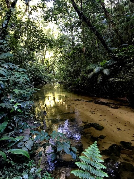 Mata Atlantica e sua espetacular biodiversidade