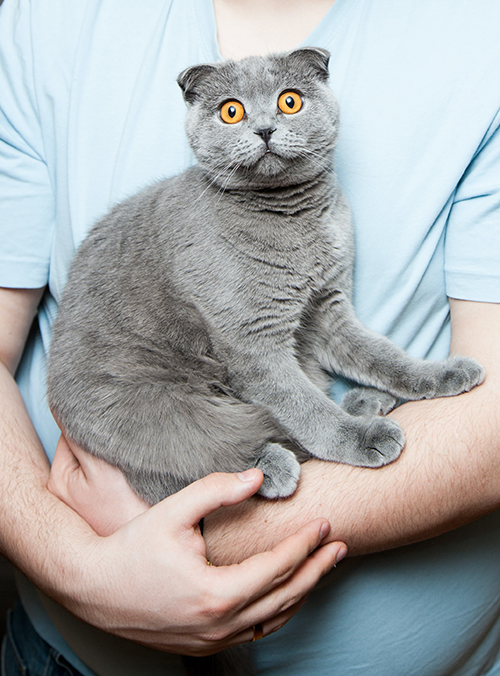 Felinos e humanos têm expressões faciais muito parecidas