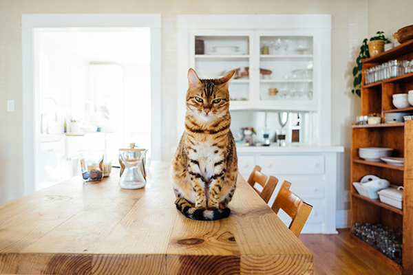 As Expressões Faciais dos Gatos somam 276 carinhas diferentes