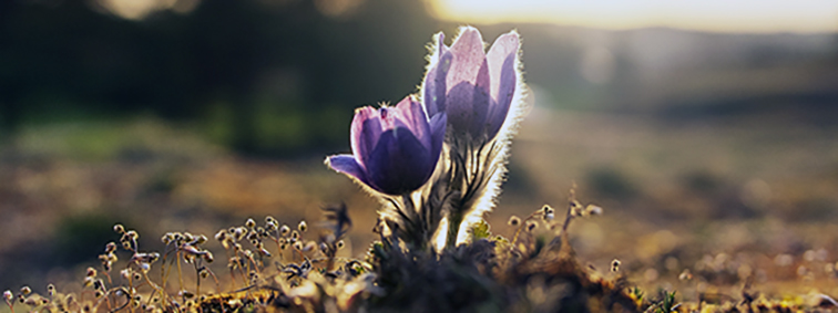 A Incrível História das Flores que Desafiaram a Extinção dos Dinossauros